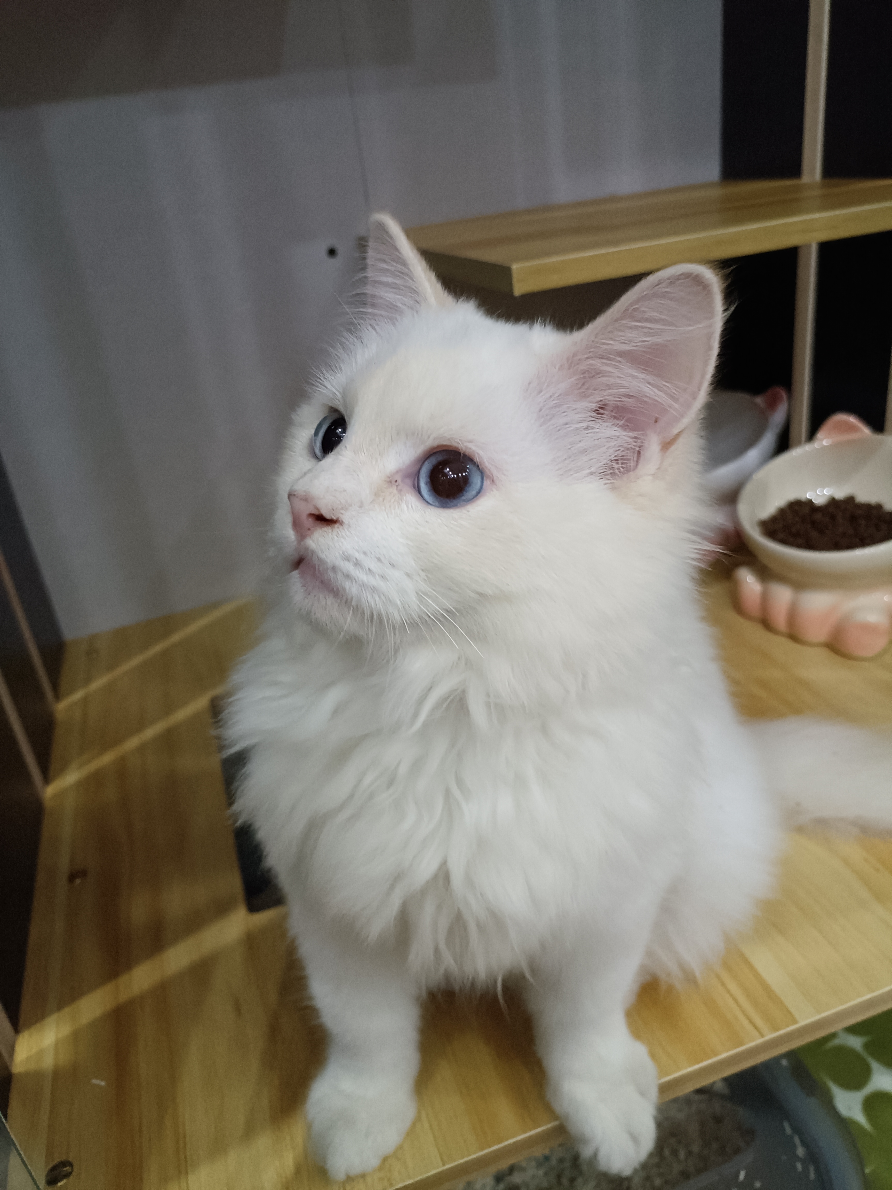 纯种火焰色布偶